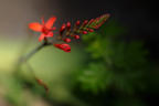 A Blooming Crocosmia