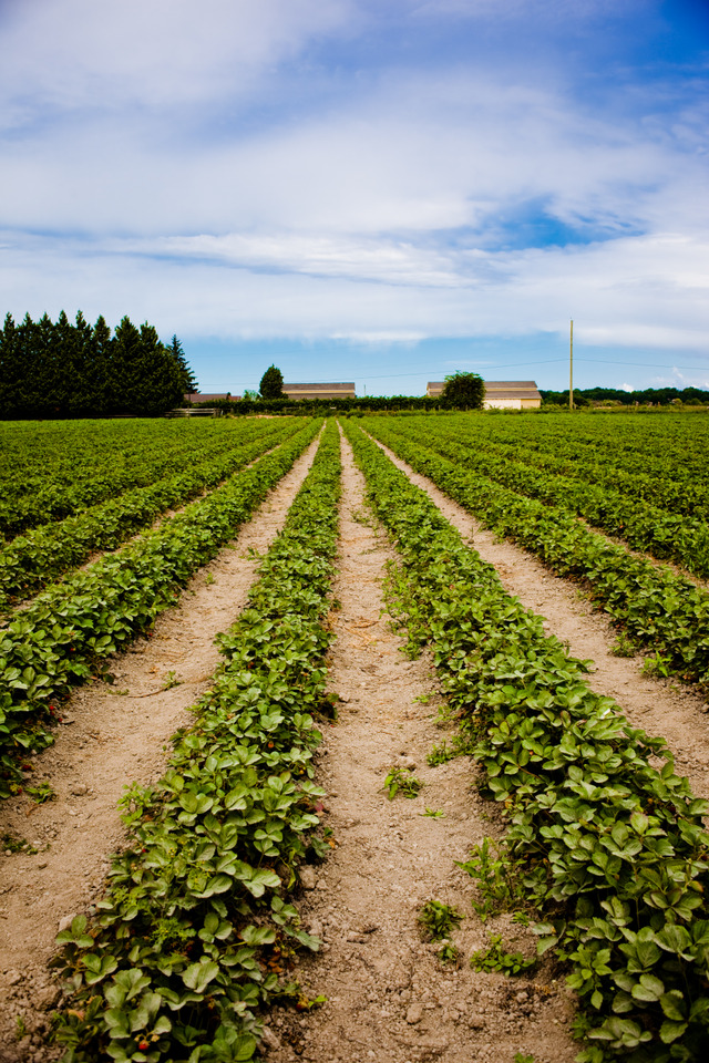 Strawberry Fields Forever