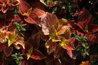 Colours of Coleus