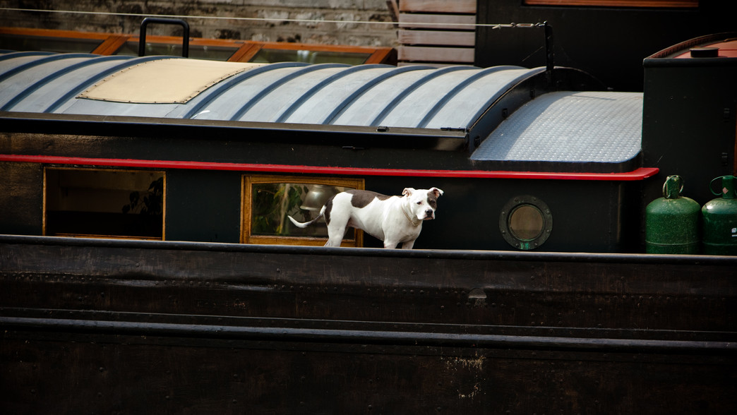 Le Chien Sur un Bateau