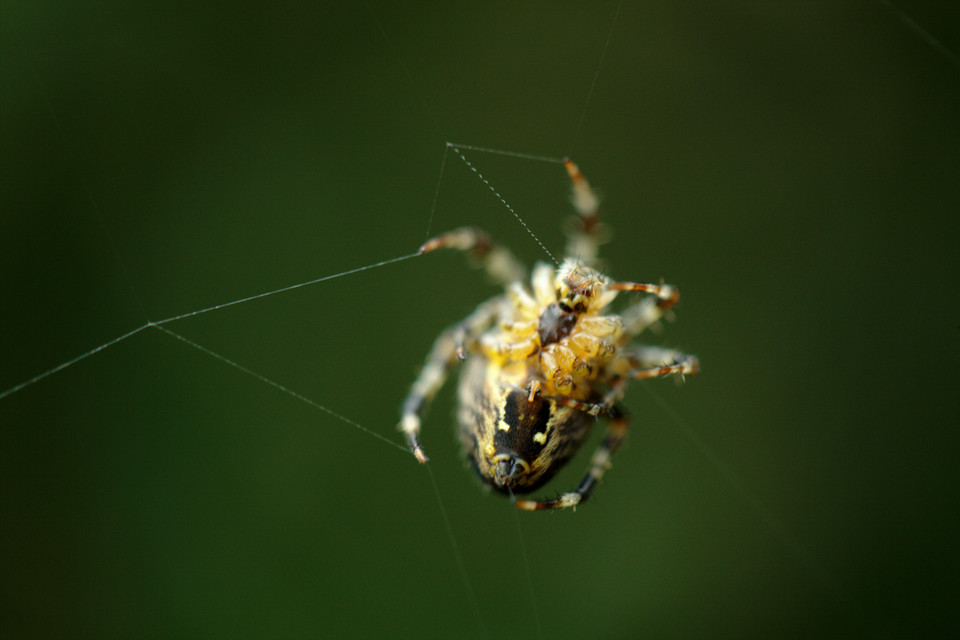 Web Weaving