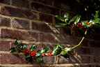 Holly Growing Along the Brick