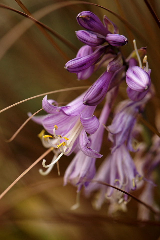 Autumn Flowers