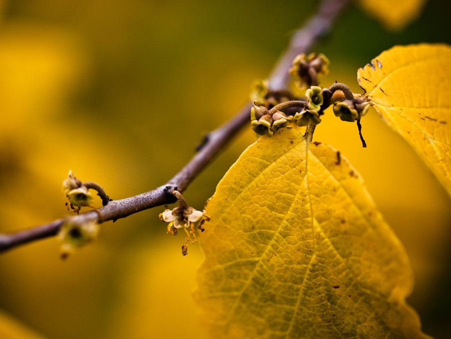 A Leaf's Last Refuge Before the Descent