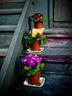 A Stairwell Garden