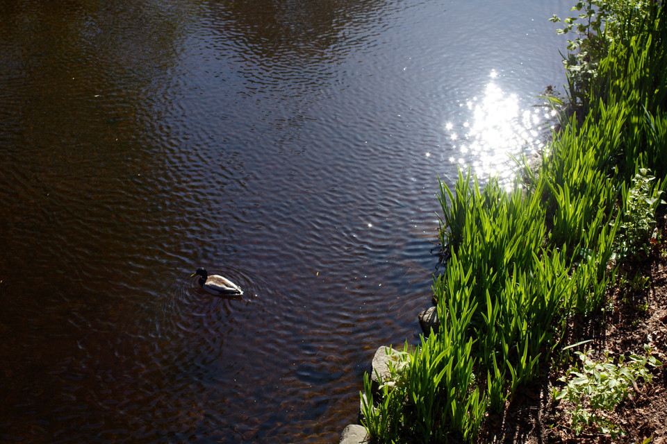 Lone Duck