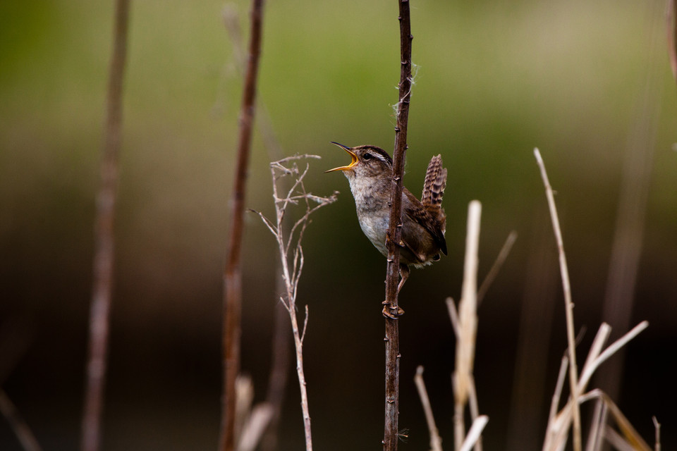 Tiny Bird, Big Call