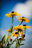 Tangly Susans In the Sun