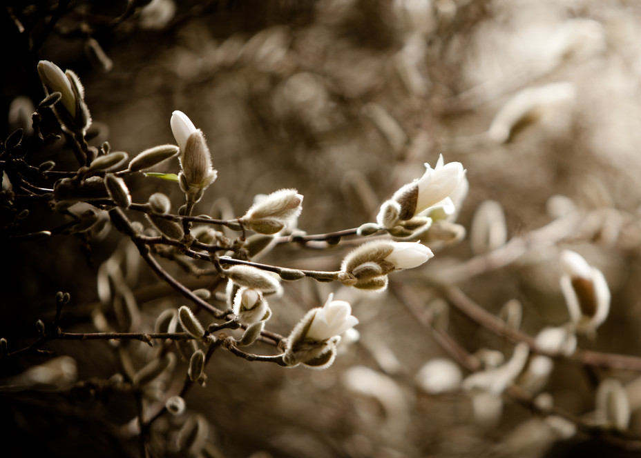 Fuzzy Magnolia