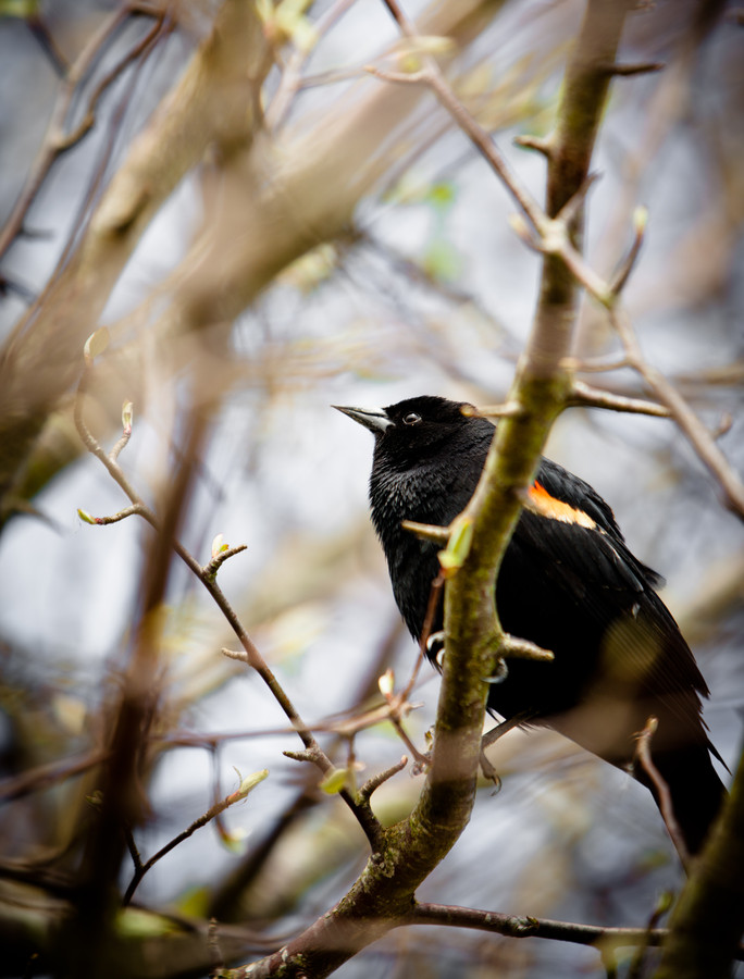 Look Up, Mr Blackbird